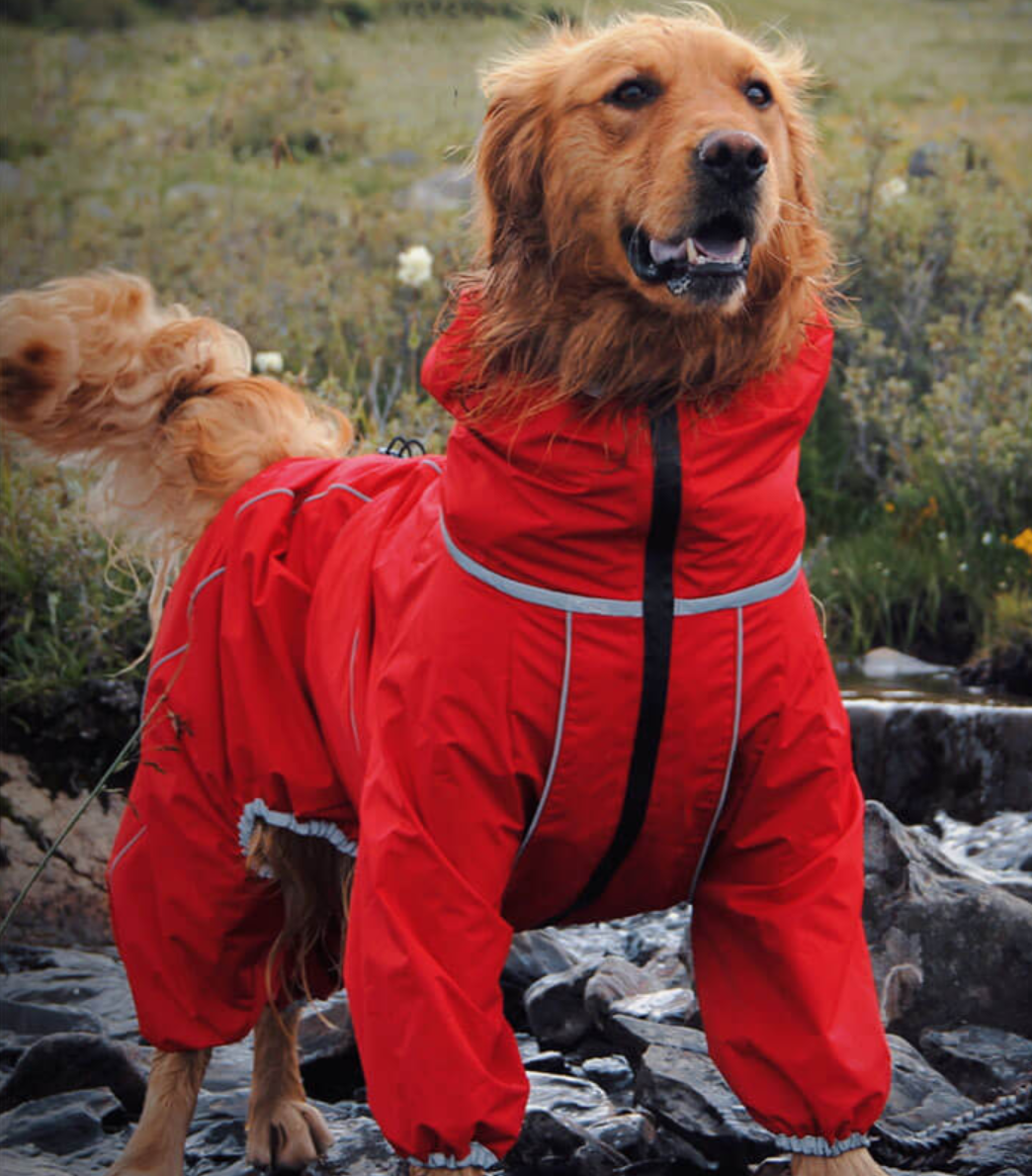 Golden retriever in red dog raincoat outdoors, Puppyoomew pet gear